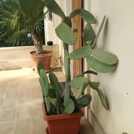 Bed & Breakfast The Orange Groove Bari