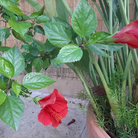 Bed and breakfast The Orange Groove Bari