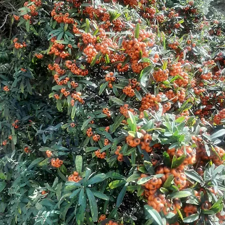 The Orange Groove Bed and breakfast 3*