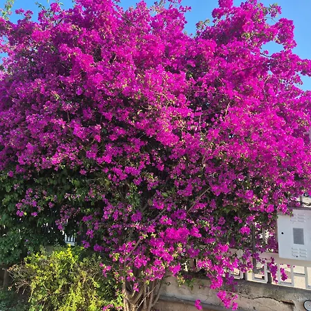 The Orange Groove Bari