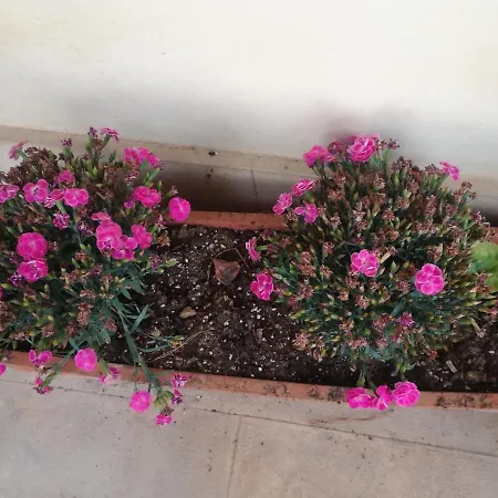 Panzió The Orange Groove Bari