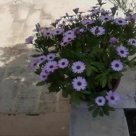 Bed & Breakfast The Orange Groove