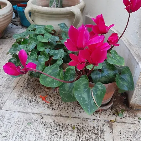 The Orange Groove 3* Bari