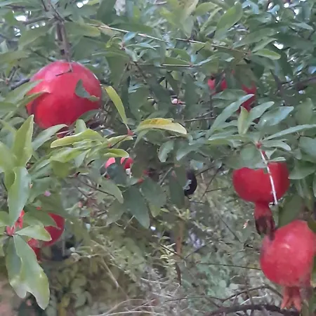 The Orange Groove 3* Bari