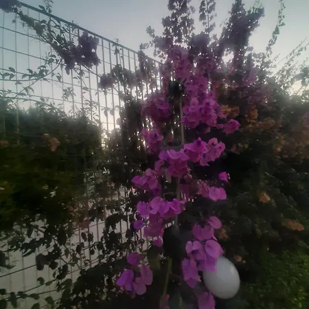 The Orange Groove Bed & Breakfast 3*