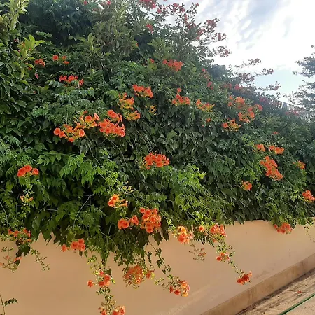 The Orange Groove Panzió