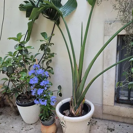 The Orange Groove 3*