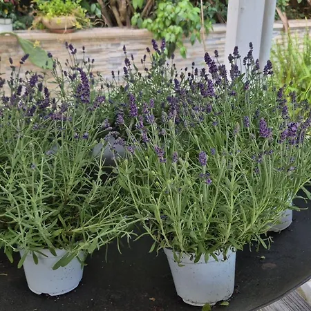 The Orange Groove Panzió Bari