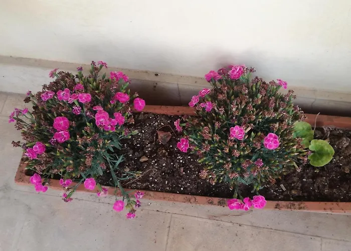 Bed & Breakfast The Orange Groove Bari