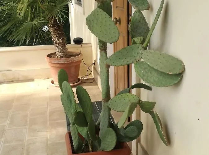 Bed & Breakfast The Orange Groove Bari