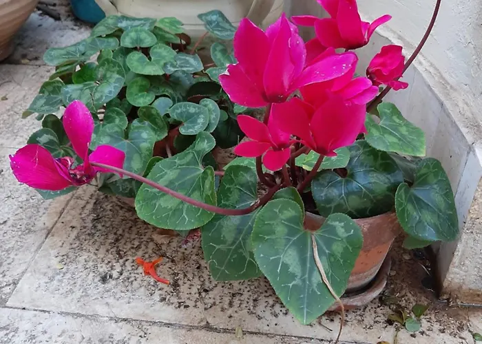 The Orange Groove 3* Bari