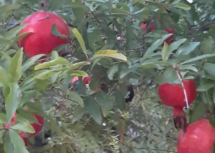 The Orange Groove 3* Bari