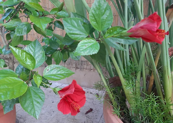 Bed & Breakfast The Orange Groove Bari