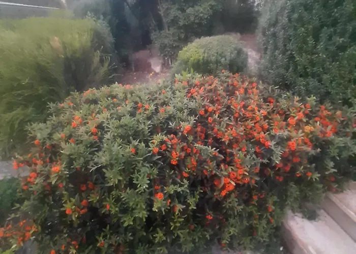 The Orange Groove 3*