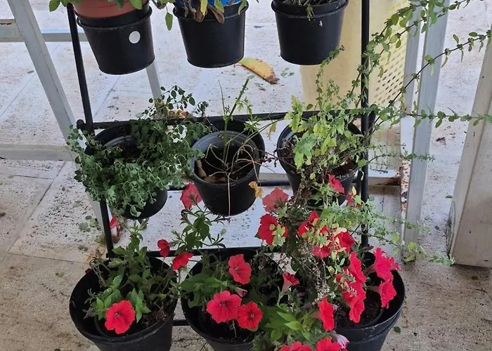 The Orange Groove 3*