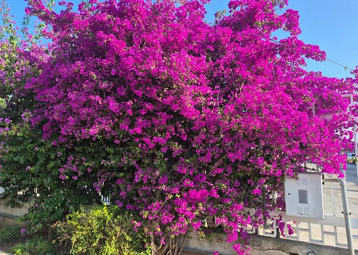 The Orange Groove Bari